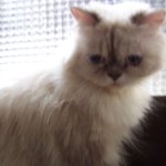 카리스마 성깔양 2 - 성깔<b>본색</b>