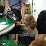 한그릇의 <b>개장</b>그릇을 위해....
