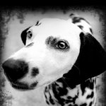 천하무적 <b>밀레</b>