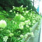 수국이 <b>가로수</b>를 대신해?