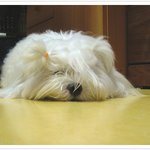 <b>호야</b> 이뽀~~^^*