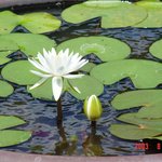 연꽃1