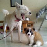 하품하는 <b>보리</b>