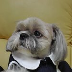 울<b>집강</b>쥐!! 옷입구 한컷!!