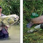 헉 300 <b>kg</b> - 식인 메기라고