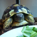 웰빙식단으로 바꾼 <b>꿍이</b>와 코코
