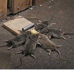 쥐가족들의 단체 <b>몰살</b>~