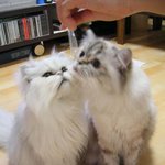 숙이랑 <b>모모</b>랑