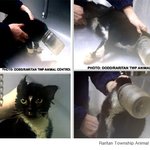 목이끼어 일주일동안 고생한 '<b>유리병</b> 고양이'