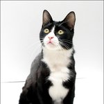 <b>턱시도</b> 고양이 'ㅁ'