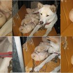 <b>몽이</b>와 둥이.합치면 몽둥이가 되죠.