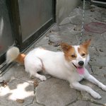 우리집 강아지 이름은 아주 <b>노멀</b>한 뽀삐라오...-_-