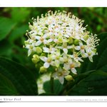 능수조팝나무 spiraea thunbergii