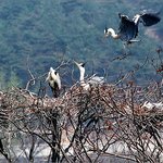 <b>충북</b> 진천군의 왜가리 서식지