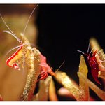 under the <b>sea</b> (6)