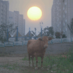 내가<b>설곳</b>은.....?
