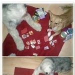 <b>개판</b>고스톱
