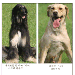 복제개 스너피의 아빠 타이 엄마 <b>심바</b>