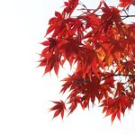 <b>단풍</b>이 있는 풍경