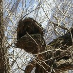 뱀이 <b>입</b>을 벌린 <b>모양</b>의 나무