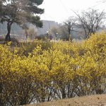 <b>개나리</b>