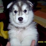 우리집 <b>귀염</b>둥이 태지