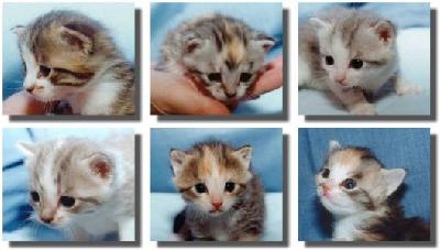 새끼 고양이 <b>기여</b>워서 올려봅니다