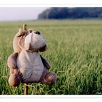 농촌의 <b>허수</b>아비 ^.^