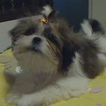 <b>밍키</b>랑 몽이랑 두번째 야기