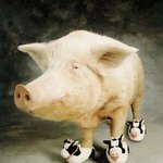 귀여운 <b>도야지</b>