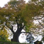 전남 <b>담양</b>의 천년을 향한 보호수(3)