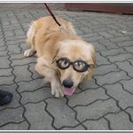 썬그라스낀 <b>몽글</b>이2탄