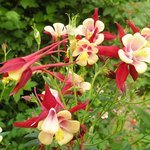 꽃의 <b>일생</b>