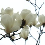 <b>목련</b>