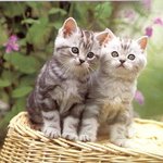 바구니 <b>위에</b> 살포시