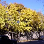 2004 <b>남산</b>의 가을 (3)