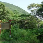 <b>천연</b>기념물 173호 - 대둔산 왕벚나무 자생지