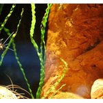 under the <b>sea</b> (8)