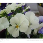 팬지 viola tricolor l.var