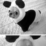 <b>팬더</b> 강아지
