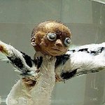 사람머리에 몸은 새! 이색작품 논란