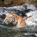 중복<b>더위</b> 식히는 호랑이