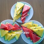 노란<b>수박</b>