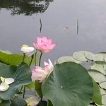 <b>연꽃</b>