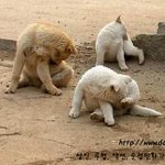 요가하는 귀여운 강<b>쥐들</b>