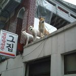 <b>설렁탕</b>집 지키자