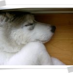 알퐁스 <b>산책</b>