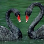 <b>black</b> swans