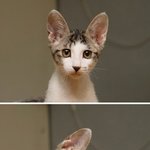 <b>윙크</b>하는 고양이~!