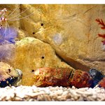 under the <b>sea</b> (9)